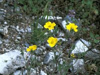 Potentilla recta 2, Rechte ganzerik, Saxifraga-Jan van der Straaten