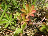 Potentilla recta 22, Rechte ganzerik, Saxifraga-Rutger Barendse