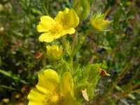 Potentilla recta 23, Rechte ganzerik, Saxifraga-Rutger Barendse