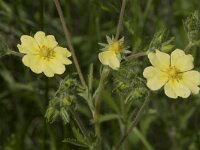 Potentilla recta 27, Rechte ganzerik, Saxifraga-Willem van Kruijsbergen