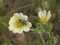 Potentilla recta 4, Rechte ganzerik, Saxifraga-Rutger Barendse