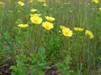 Potentilla recta 7, Rechte ganzerik, Saxifraga-Ed Stikvoort