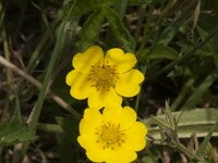 Potentilla reptans 19, Vijfvingerkruid, Saxifraga-Jan van der Straaten