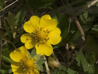 Potentilla reptans 209, Vijfvingerkruid, Saxifraga-Jan van der Straaten