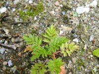 Potentilla supina 10, Liggende ganzerik, Saxifraga-Rutger Barendse