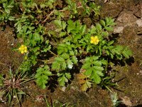Potentilla supina 15, Liggende ganzerik, Saxifraga-Ed Stikvoort