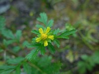 Potentilla supina 17, Liggende ganzerik, Saxifraga-Ed Stikvoort