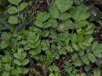 Potentilla supina 2, Liggende ganzerik, Saxifraga-Rutger Barendse