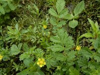Potentilla supina 23, Liggende ganzerik, Saxifraga-Ed Stikvoort : Deventer A900
