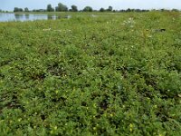 Potentilla supina 24, Liggende ganzerik, Saxifraga-Ed Stikvoort : Deventer A900