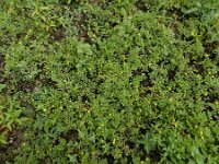 Potentilla supina 25, Liggende ganzerik, Saxifraga-Ed Stikvoort : Deventer A900