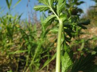 Potentilla supina 3, Liggende ganzerik, Saxifraga-Rutger Barendse
