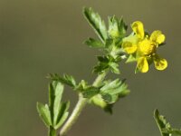 Potentilla supina 7, Liggende ganzerik, Saxifraga-Peter Meininger