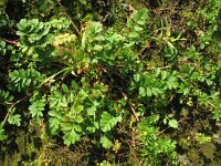 Potentilla supina 8, Liggende ganzerik, Saxifraga-Rutger Barendse