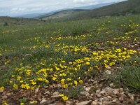 Potentilla verna 12, Voorjaarsganzerik, Saxifraga-Willem van Kruijsbergen