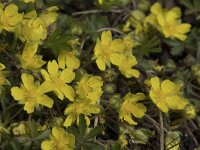 Potentilla verna 15, Voorjaarsganzertik, Saxifraga-Willem van Kruijsbergen