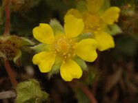 Potentilla verna 2, Voorjaarsganzerik, Saxifraga-Jan van der Straaten