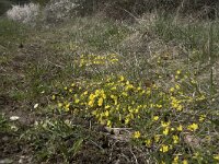 Potentilla verna 20, Voorjaarsganzertik, Saxifraga-Willem van Kruijsbergen