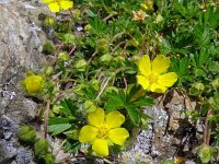 Potentilla verna 22, Voorjaarsganzertik, Saxifraga-Hans Grotenhuis