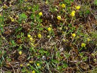 Potentilla verna 23, Voorjaarsganzertik, Saxifraga-Hans Grotenhuis