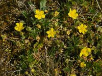 Potentilla verna 26, Voorjaarsganzerik, Saxifraga-Ed Stikvoort