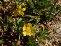 Potentilla verna 27, Voorjaarsganzerik, Saxifraga-Ed Stikvoort