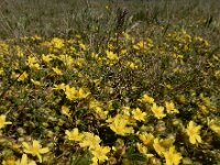Potentilla verna 29, Voorjaarsganzerik, Saxifraga-Ed Stikvoort