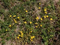 Potentilla verna 32, Voorjaarsganzerik, Saxifraga-Ed Stikvoort