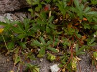 Potentilla verna 33, Voorjaarsganzerik, Saxifraga-Ed Stikvoort