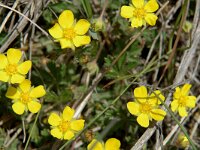 Potentilla verna 6, Voorjaarsganzerik, Saxifraga-Jan van der Straaten