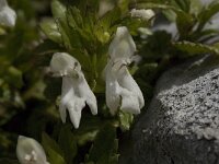 Prasium majus 11, Saxifraga-Willem van Kruijsbergen