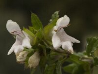 Prasium majus 13, Saxifraga-Willem van Kruijsbergen