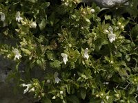 Prasium majus 15, Saxifraga-Willem van Kruijsbergen