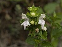 Prasium majus 17, Saxifraga-Jan van der Straaten