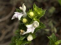 Prasium majus 19, Saxifraga-Jan van der Straaten