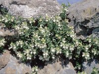 Prasium majus 2, Saxifraga-Jan van der Straten