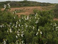 Prasium majus 27, Saxifraga-Jan van der Straaten