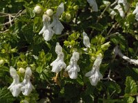 Prasium majus 34, Saxifraga-Jan van der Straaten