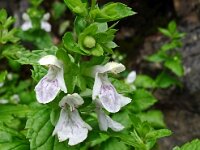 Prasium majus 39, Saxifraga-Hans Grotenhuis