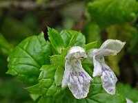 Prasium majus 42, Saxifraga-Hans Grotenhuis