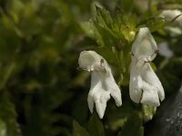 Prasium majus 6, Saxifraga-Jan van der Straaten