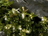 Prasium majus 7, Saxifraga-Jan van der Straaten