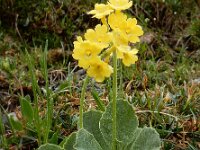 Primula auricula 15, Saxifraga-Ed Stikvoort
