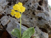 Primula auricula 16, Saxifraga-Ed Stikvoort