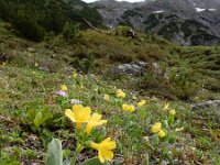 Primula auricula 22, Saxifraga-Ed Stikvoort