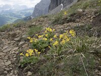 Primula auricula 25, Saxifraga-Willem van Kruijsbergen
