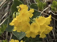 Primula auricula 27, Saxifraga-Willem van Kruijsbergen