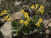 Primula auricula 29, Saxifraga-Willem van Kruijsbergen