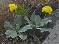 Primula auricula 34, Saxifraga-Harry Jans