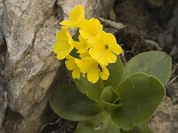 Primula auricula 4, Saxifraga-Marijke Verhagen